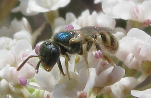 Microimenottero: Nomioides sp. (Apidae Halictinae)
